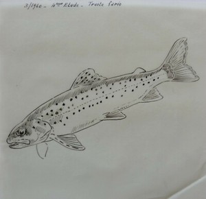 Marcel Bourgeois Grand Dessin Original La Truite Fario Encre De Chine 1960 22 Ebay