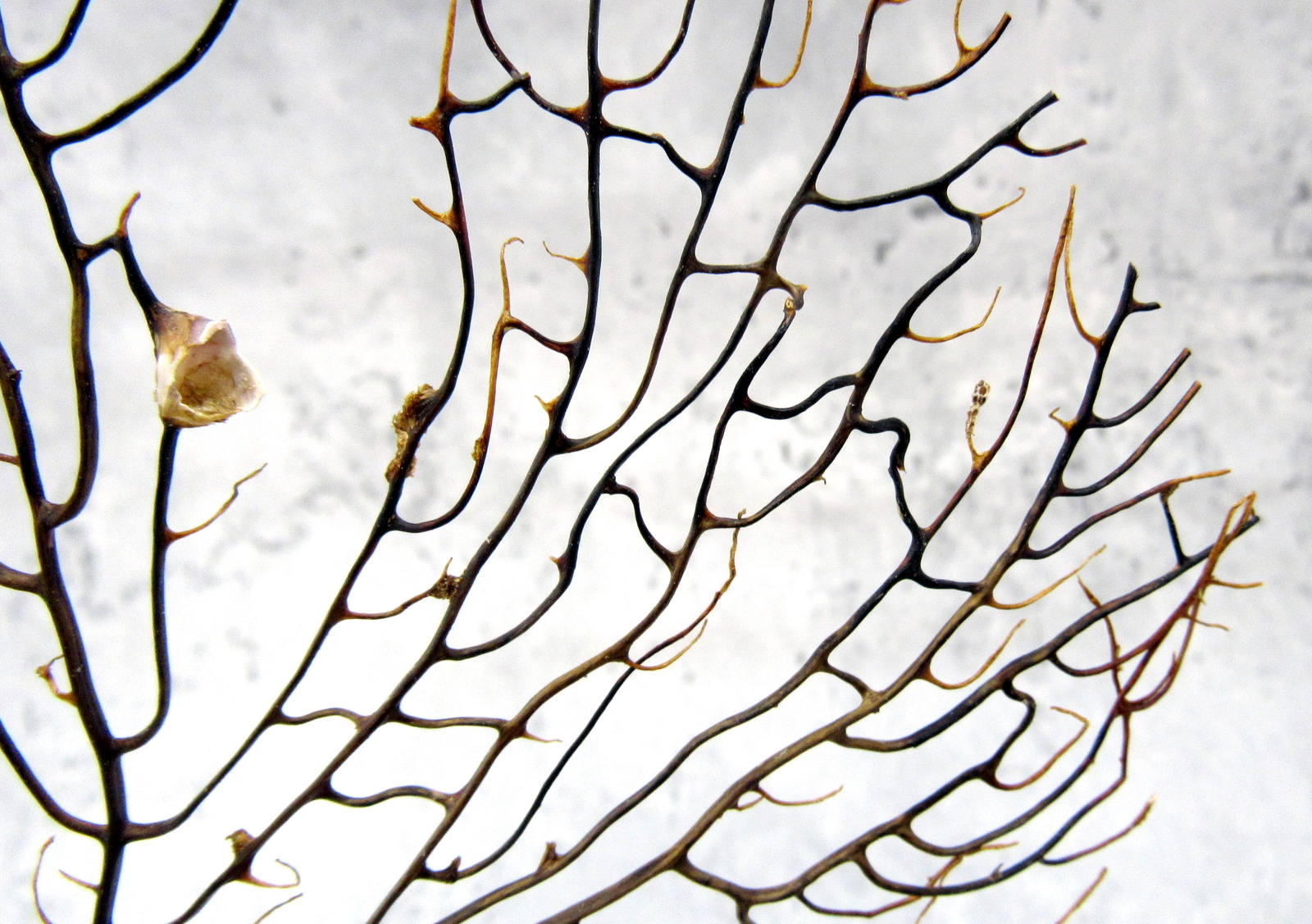 Black Sea Fan Coral Gorgonia Ventalina (1 fan approx. 7-9+ inches)