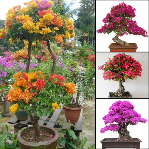 Peat Flowering Tree Seeds Almond Tree Seeds - Prunus Dulcis, Beautiful  Flowering Bonsai, 5 Fresh Seeds For Planting Sakura Seeds