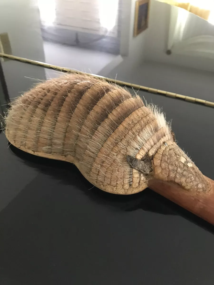 Charango armadillo deals