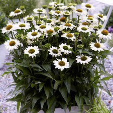 Echinacea SunSeekers White - Coneflower | Outdoor Perennial Plants Garden