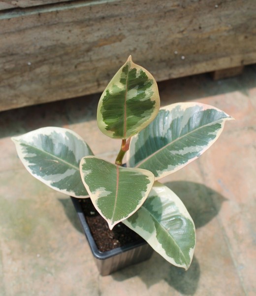 FICUS variegata RUBY