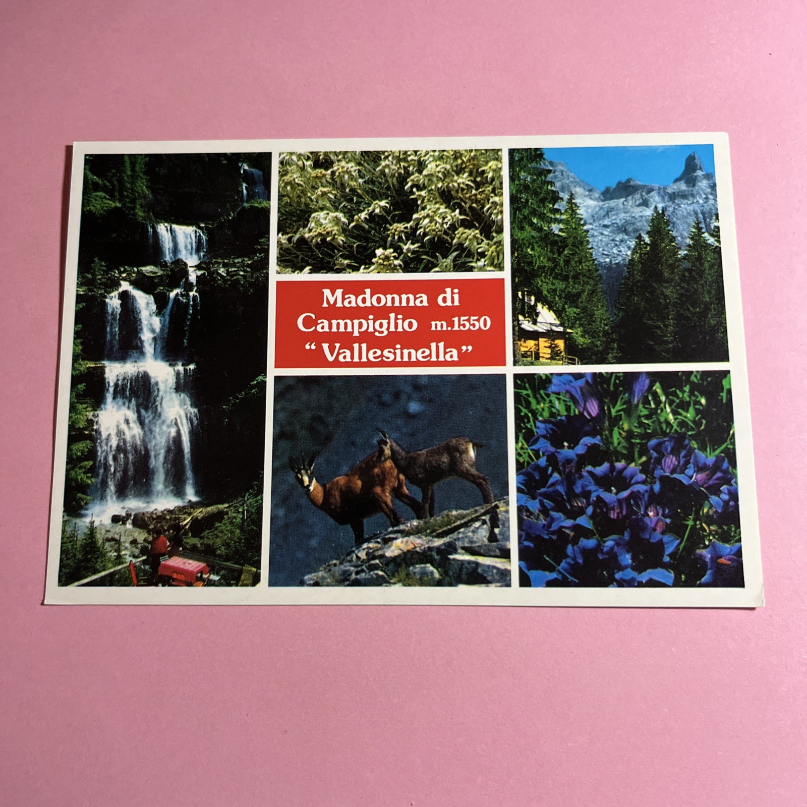 CARTOLINA A COLORI COLLEZIONE - MADONNA DI CAMPIGLIO VALLESINELLA- NON VIAGGIATA