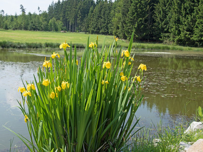 400 Teichpflanzen Samen - Wasserpflanzen Für Aquarium & Gartenteich