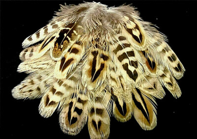 Beige Light Brown Natural Ringneck Pheasant Hen Feathers Body Jewelry 3+'' 20 Pcs