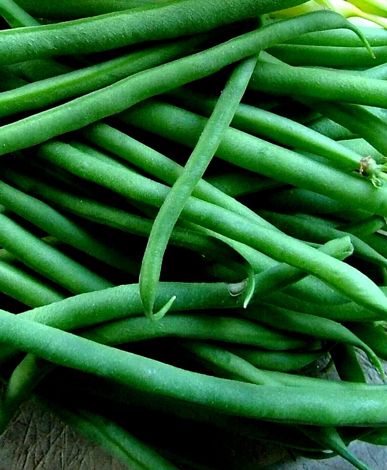 75+ BLUE LAKE POLE BEAN SEEDS 🫘 STRINGLESS SNAP | HEIRLOOM NON-GMO | FREE SHIP - Image 3 of 4