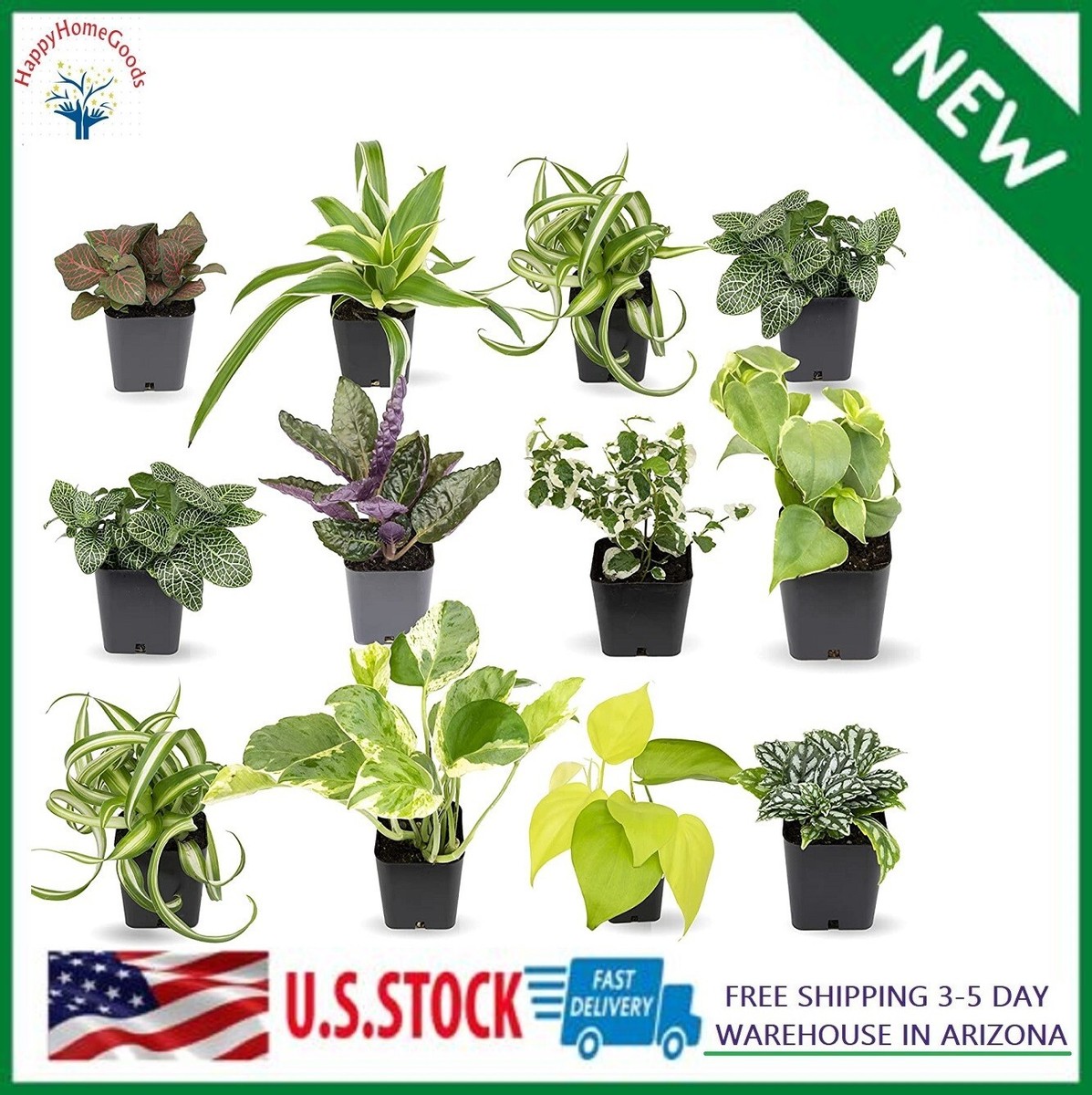 Easy to Grow Houseplants (12 Pack) Live House Plants in Plant Containers,  Grower