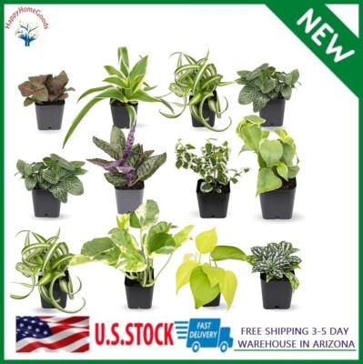 Easy to Grow Houseplants (12 Pack) Live House Plants in Plant Containers,  Grower | eBay