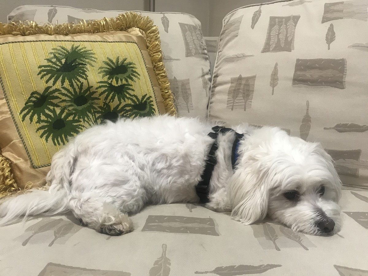 Needlepoint Paradise eBay Shops