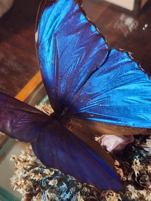 Beautiful Vintage Morpho Menelaus Butterfly  Taxidermy Glass Terrarium Display