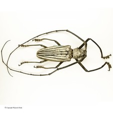 Batocera for collectors | rare Batocera longhorns