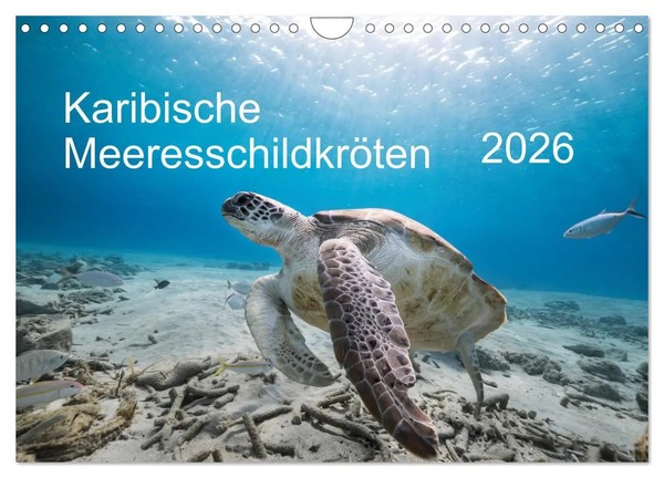 Karibische MeeresschildkröTen (Wandkalender 2026 Din A4 Quer), Calvendo...-image