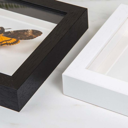 Multi Specimen Hawk-moth Frame (Deilephila elpenor, Hyles gallii & Smerinthus oc - Bild 3 von 8