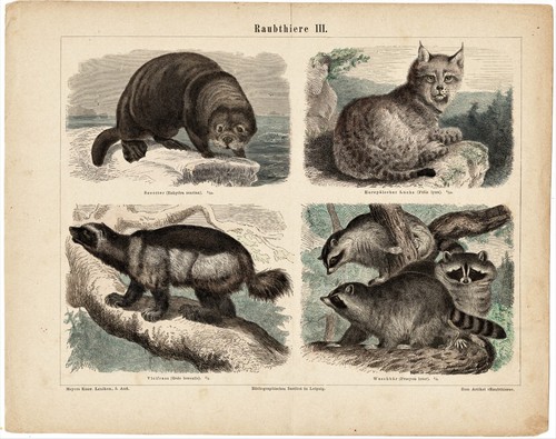2 Antique Tinted Engravings Prosimians and Predators 1880 - Picture 2 of 5