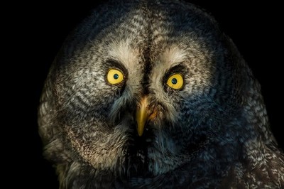 Great Grey Owl Close Up Face Detail Photo Art Print Poster 18x12
