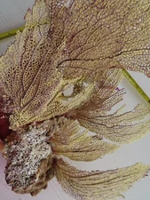 RARE FIND LARGE Natural Multi-layer  Sea Fan - Coral - Sea Whip - Free Shipping