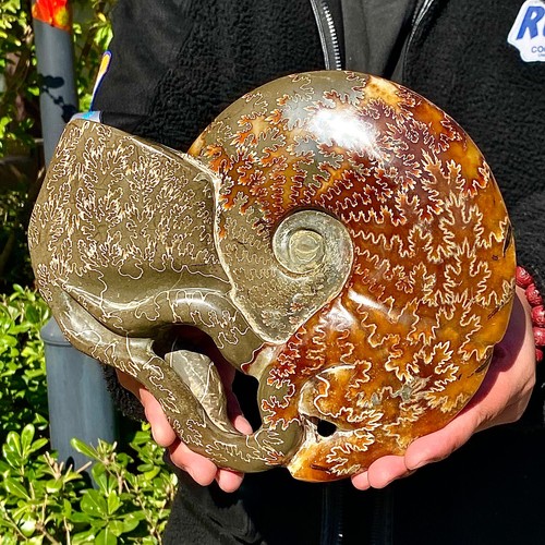 7.79LB Rare natural polished Natural conch fossil specimens of Madagascar - 第 9/12 張圖片