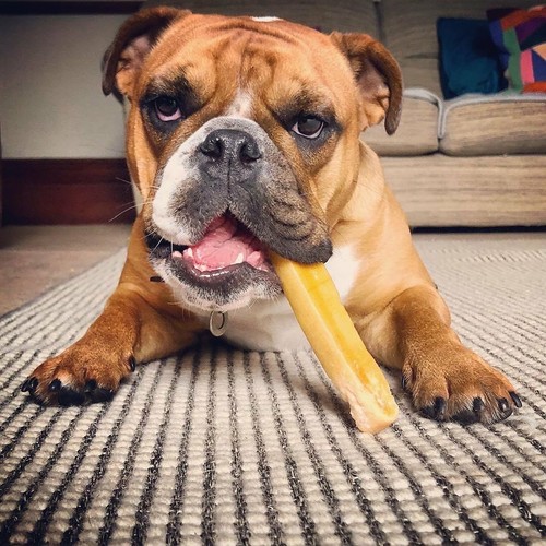 Super Himalayan Dog Chew Yaky Treat,Hard Cheese Long Lasting Natural Organic - Picture 46 of 76