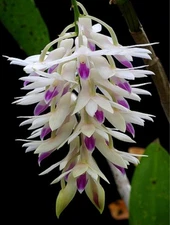 Dendrobium amethystoglossum Orchid Species - Cascading Flowers - 2” Pot
