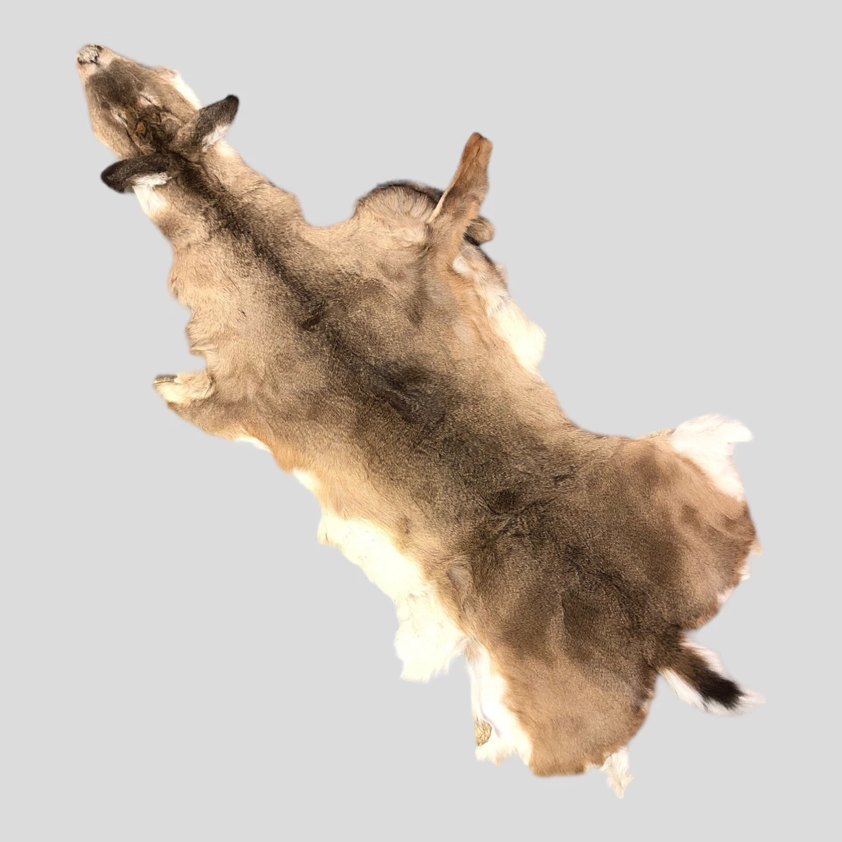 Whitetail Deer Hide Rugs Bryont Blog