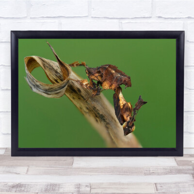 Mantis Makro Insekten Geist Bokeh Wandkunstdruck