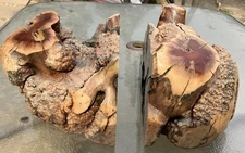 2 Bookend Burl slabs 9 Pounds 12 X 7 X 10