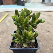 Hobbit Jade, Live Succulent