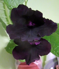 50+ from Streptocarpus x DS 'Gotika' x other Named Cultivars