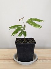 Pithecellobium Confertum 'Everfresh' アカサヤネムノキ Japanese Indoor Bonsai