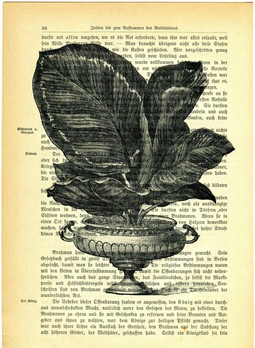 Antique Book Page Art Print: Vintage Botanical on 1902 German Text, Shirley Hibb - Picture 2 of 2