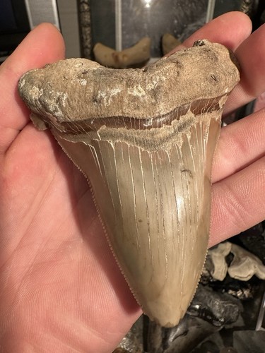 HUGE 4.11” Angustidens Shark Tooth South Carolina Fossil Megalodon Ancestor - Picture 2 of 6