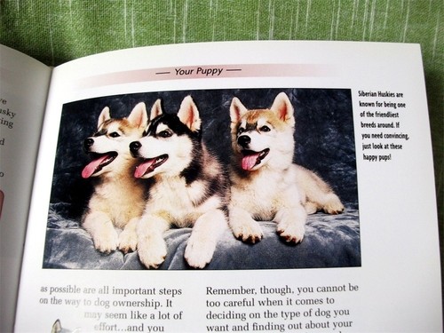 SIBERIAN HUSKY; Lorna Winslette; Hardback; Very Good - Imagen 3 de 5
