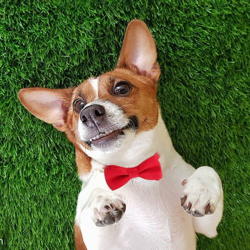 Collare per cani collare per cuccioli collari per cuccioli piccoli abiti per cani fiocchi per cani - Foto 11 di 12