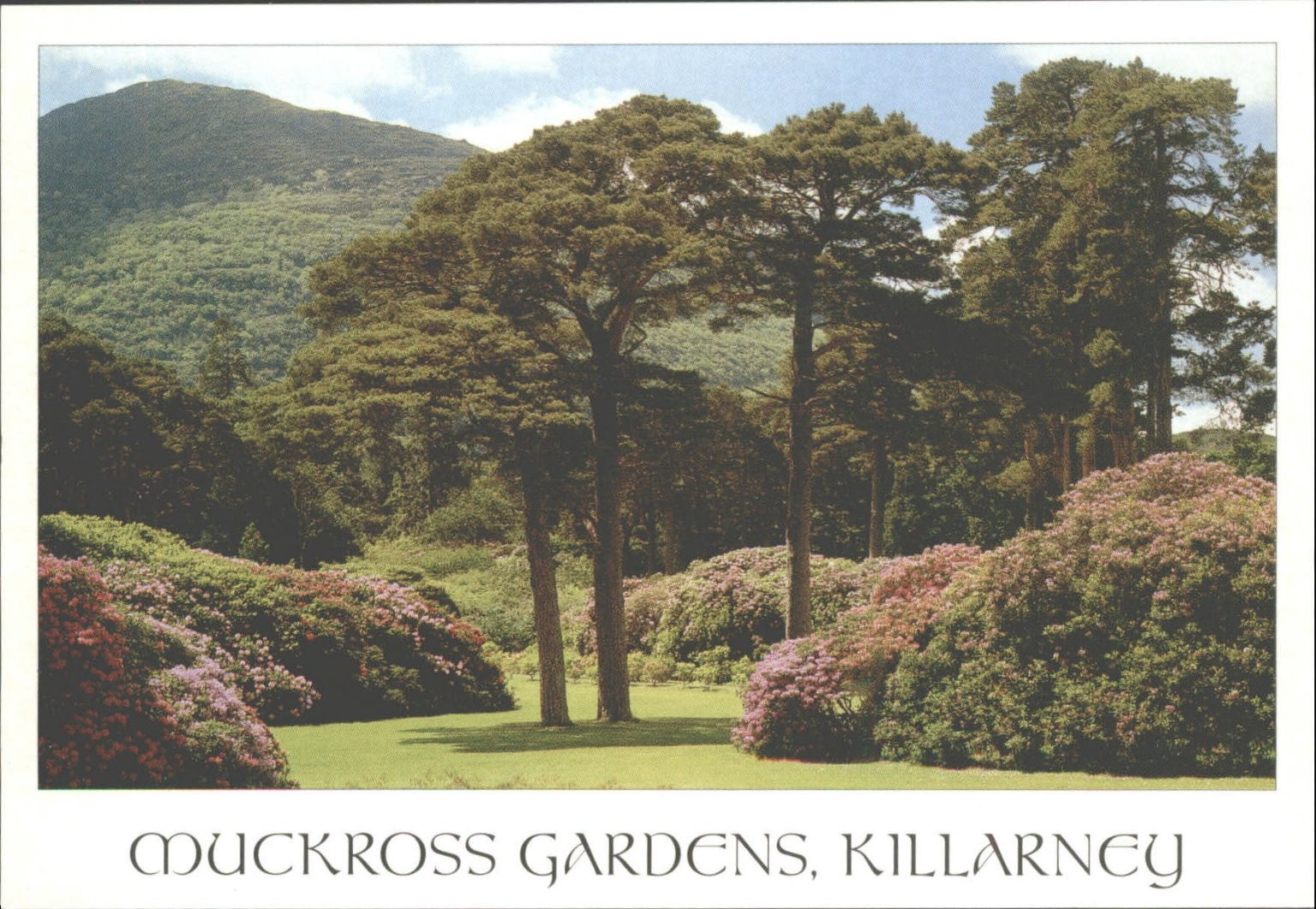 Muckross Gardens Killarney Ireland John Hinde Postcard Vintage Scenic View