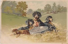 Dackel Dachshund Teckel At feeding trough Old Dog PC.  ca. 1900