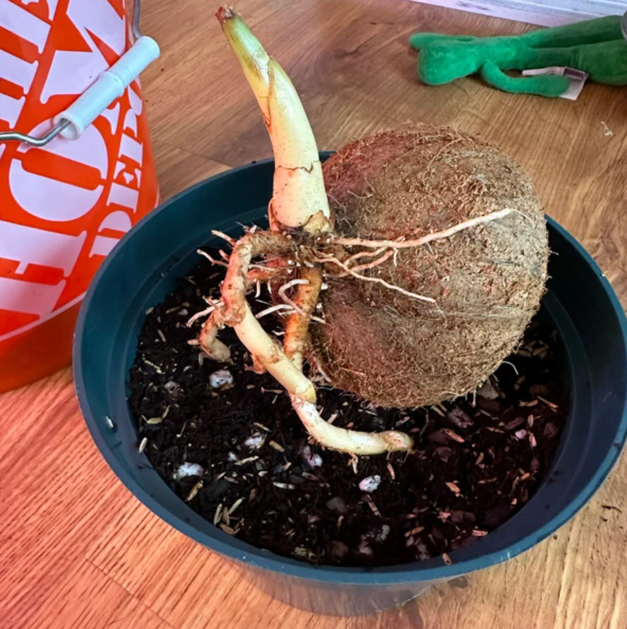 Sprouted Yellow Malayan Coconut – Live Plant 6–8" Tall – Healthy & Well-Rooted