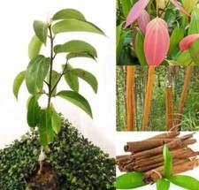 CINNAMON LIVE Plant 4 Ceylon Cinnamomum zeyla...