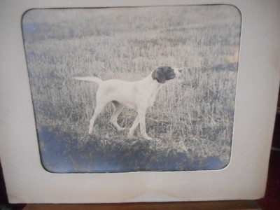 Grosse Fotografie S/W Pointer Vorstehhund Jagd signiert: E. Axelsson 