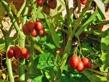 Solanum betaceum | Tree Tomato | 10 Seeds