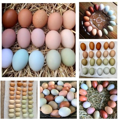 6+ Colorful Fertile Chicken Eggs Ameraucanas, Easter/Olive, Faverolles, Marans 