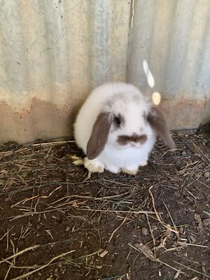 calico bunnies for sale