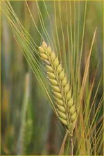 Georgia Gore Wheat Seed