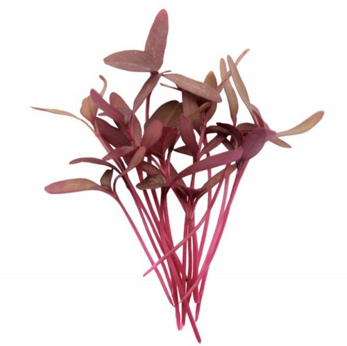 AMARANTH - RED GARNET 1500+ Seeds UNTREATED NON-GMO Sprouting SEEDs - Picture 12 of 12