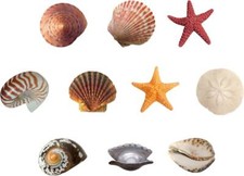 SEASHELLS 10 Decals Removable WALL STICKER Home Art Sandollar Pearl Starfish