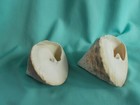 Pair of Pearly Trochus Cone Sea Shells — photo 4