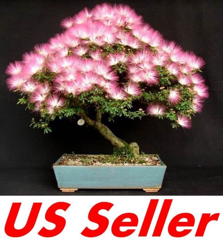 10 PCS Mimosa Albizia Seeds F11, Julibrissin Exotic Flower