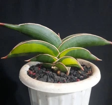 Real Pict Sansevieria Rorida Variegated Rare Uniqe Snake Plant