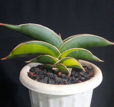 ice plant succulent care Oscularia deltoides 'Pink Ice Plant' 2 Inch