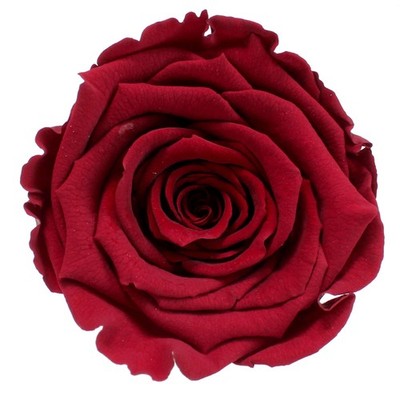 Infinity Rose XL Ø6-7cm konserviert stabilisiert haltbar Rosenkopf ewige Blüte