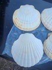 *5* Scallop Shell Serving Dishes Appetizer Decoration Real Sea Shells around 6" — photo 6